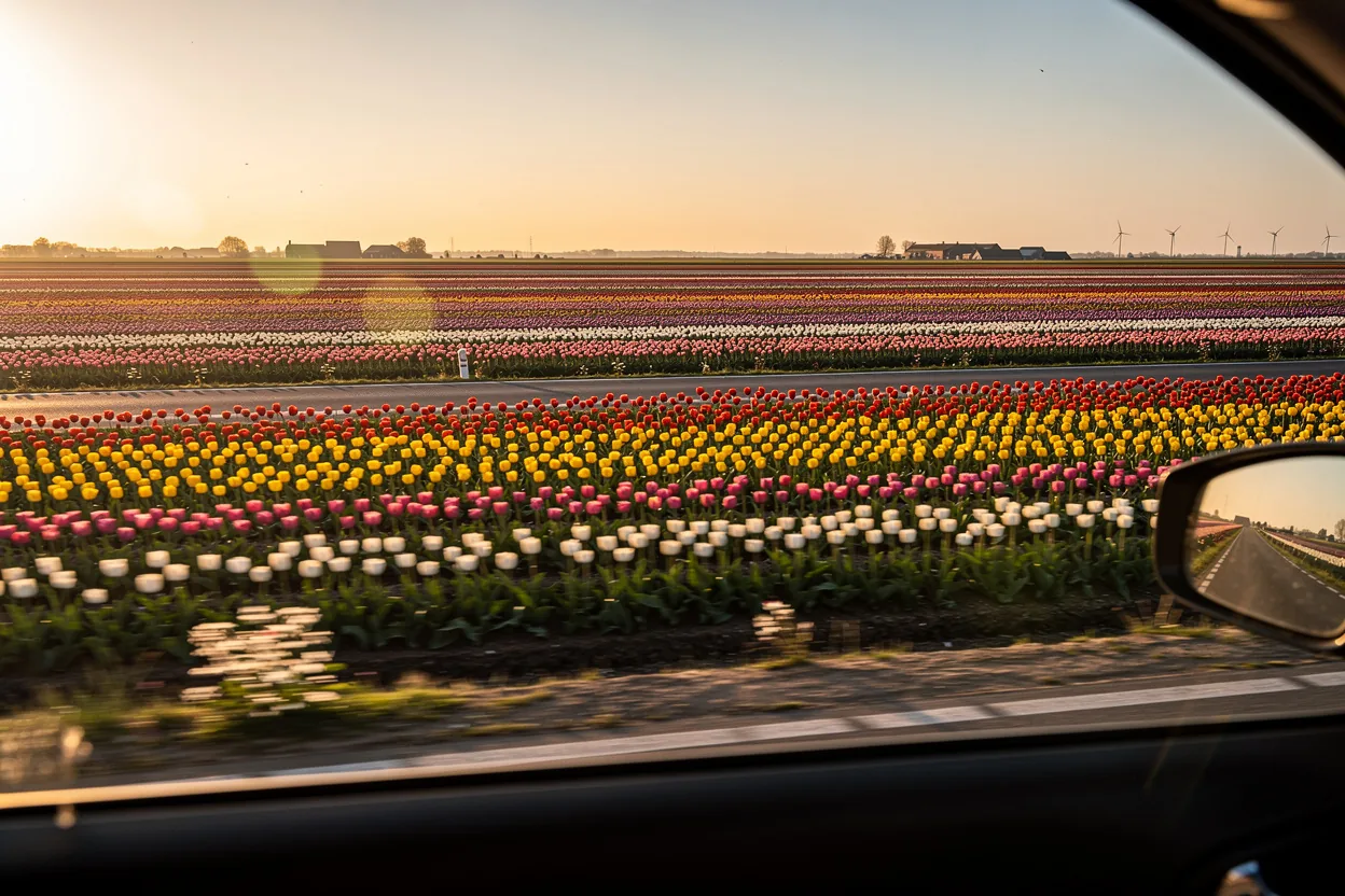 Dutch tulip fields in full bloom